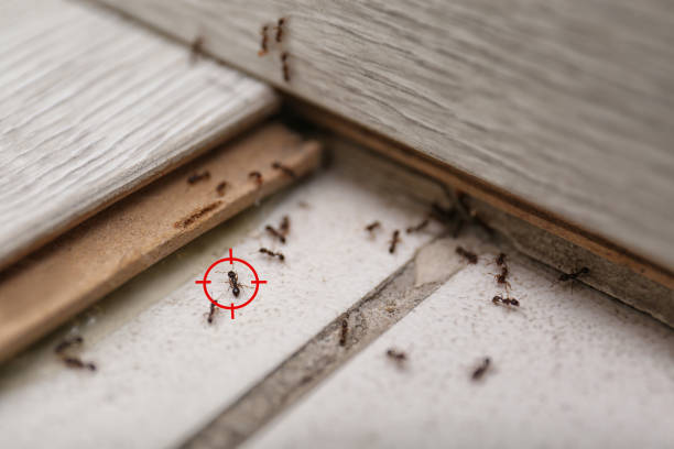 Best Bed Bug Extermination  in Mount Shasta, CA