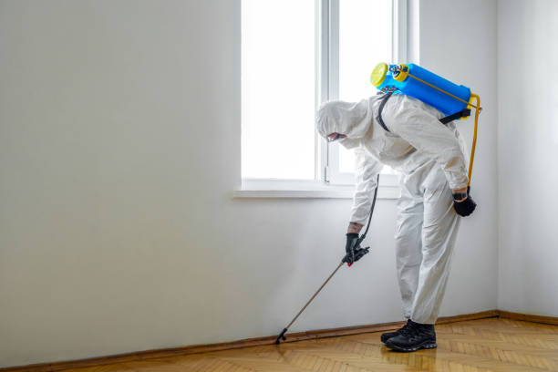 Best Flea Control Services  in Mount Shasta, CA