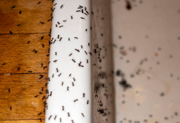Best Best Pest Control Companies  in Mount Shasta, CA
