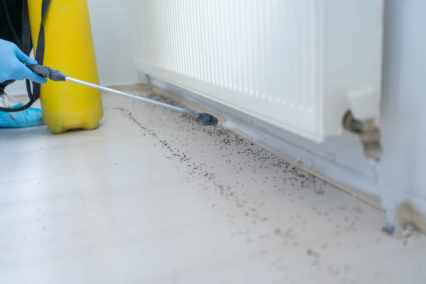 Trusted Mount Shasta, CA Pest Control Experts