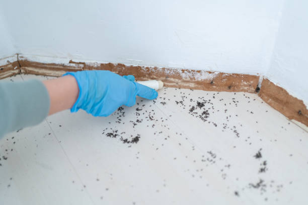 Best Rat Extermination Near Me  in Mount Shasta, CA