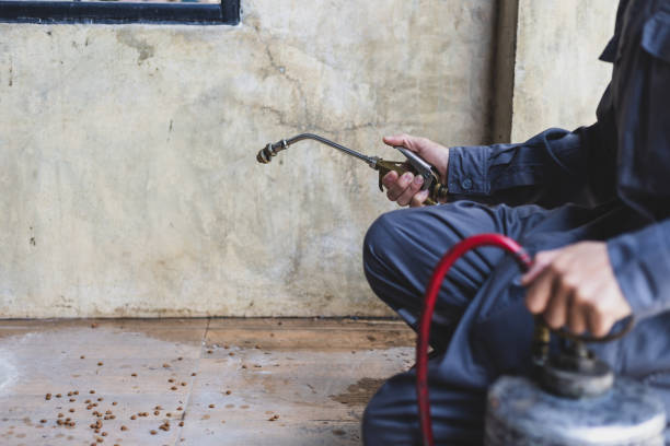 Wasp Removal Services in Mount Shasta, CA